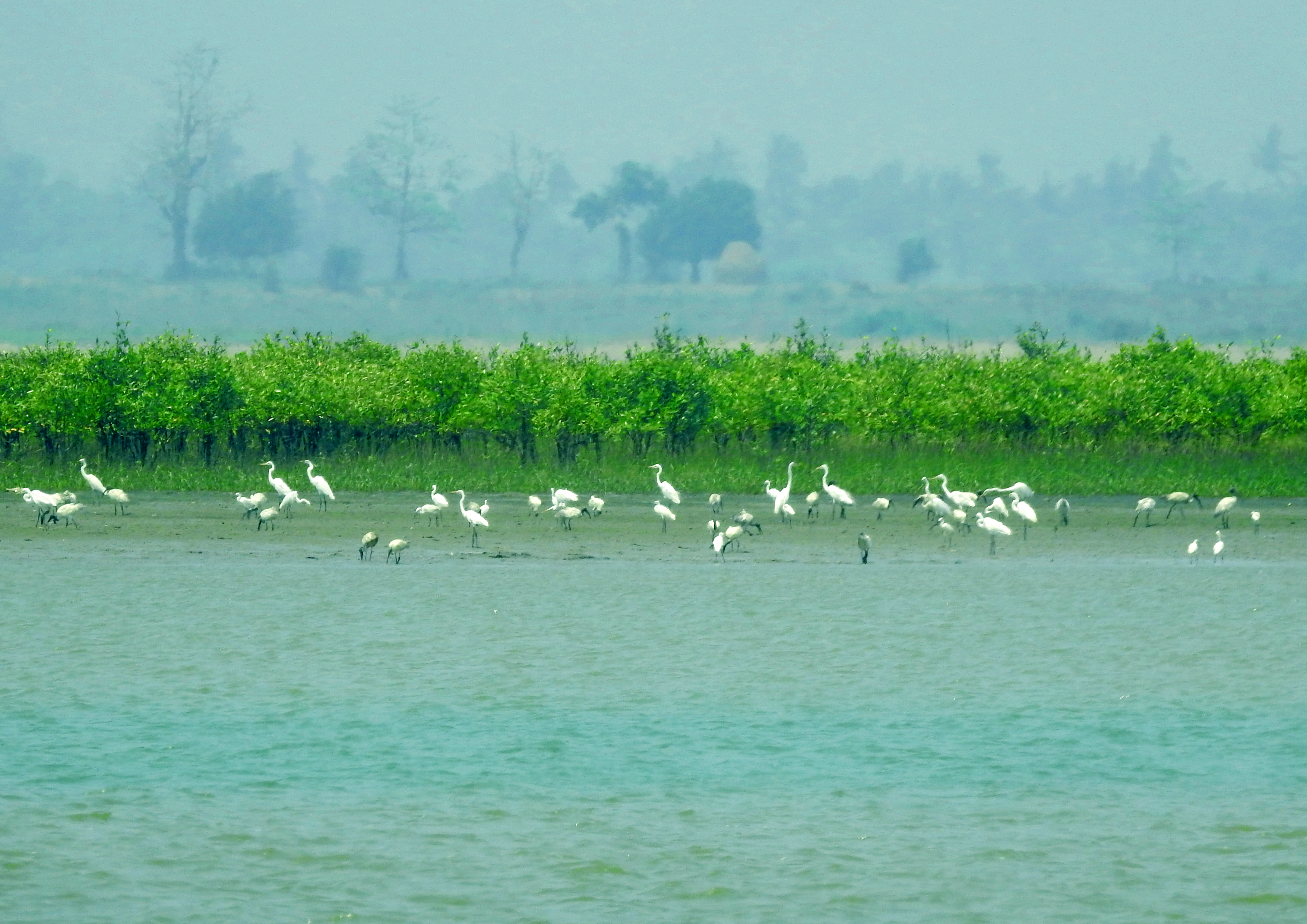 Birds and mangroves of Nanthar Island